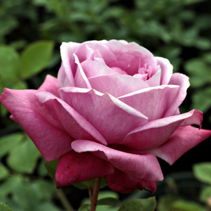 Mályva,lila keverék - virágágyi floribunda rózsa